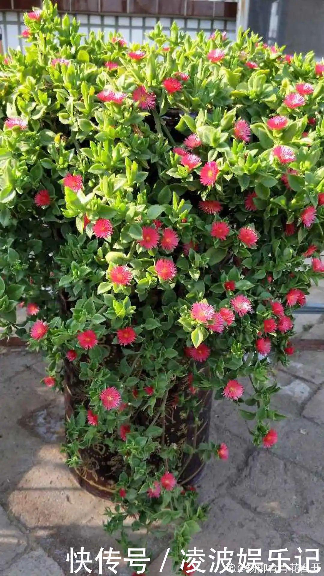 牡丹吊兰|懒人适合养什么花，浇水少，不挑土，它比人还懒！