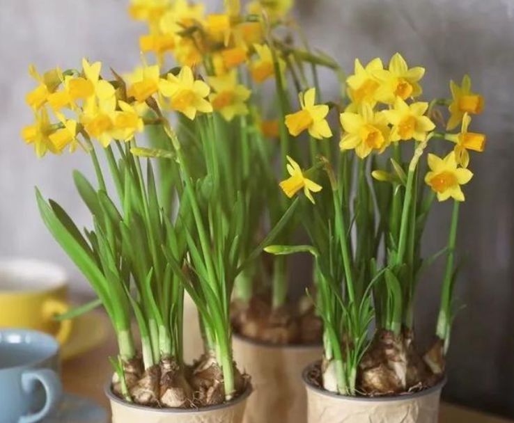 3种花便宜、好养又漂亮,花开繁盛花香怡人,花朵粉嫩丰腴