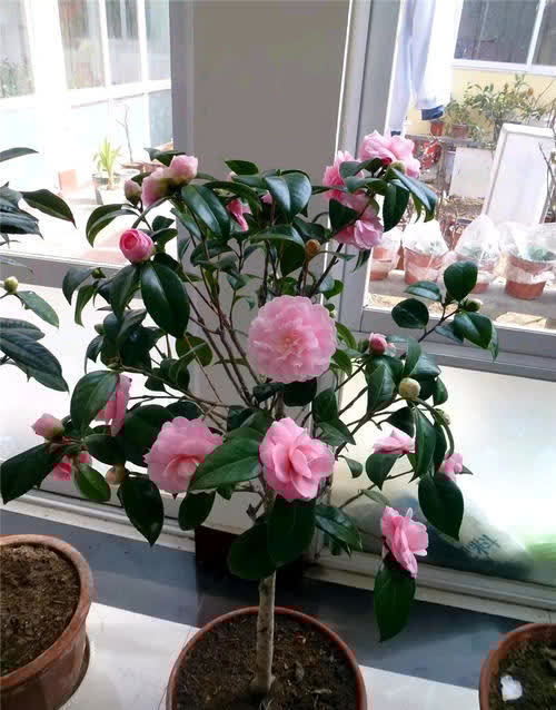 开春了,给茶花喂勺黑绿水,浇几次后猛长新芽,大花一朵接一朵!