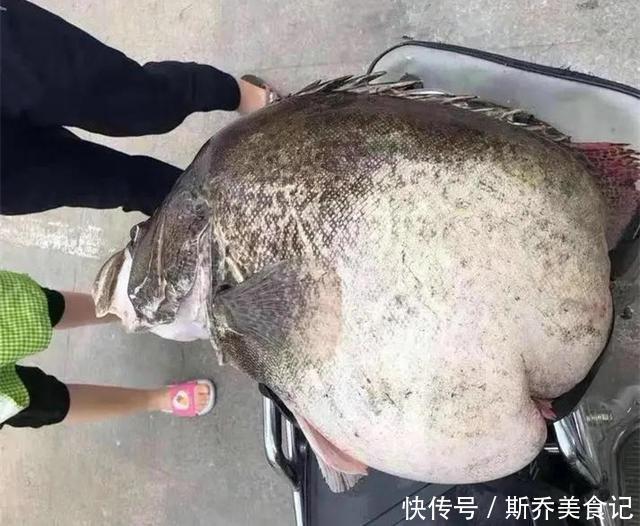 千岛湖抓获50斤的“鳜鱼王”,钓友:不敢吃!看上去像变异一样