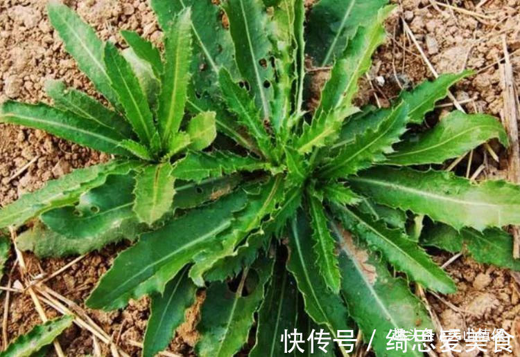 药食|农村常见的野草,叶子长满了刺,是药食同源的植物,浑身是宝