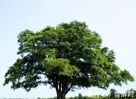 命理学|塔罗占卜：你最喜欢哪棵树，测出上天把什么好福气赐给了你