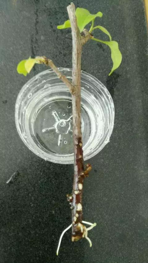 塑料瓶里装点水,能插20种花,生根不用愁,新手一学就会!