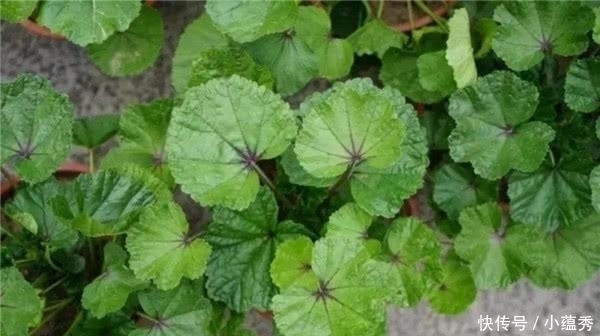 白菜|它当了2000年的“百菜之王”,却被白菜取代,为啥没人吃了