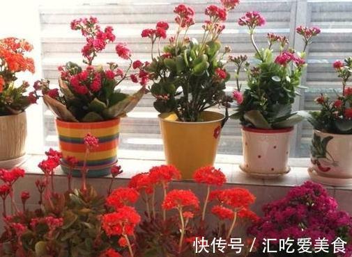 养长寿花,必备4个小技巧,叶片翠绿,花朵又多又大