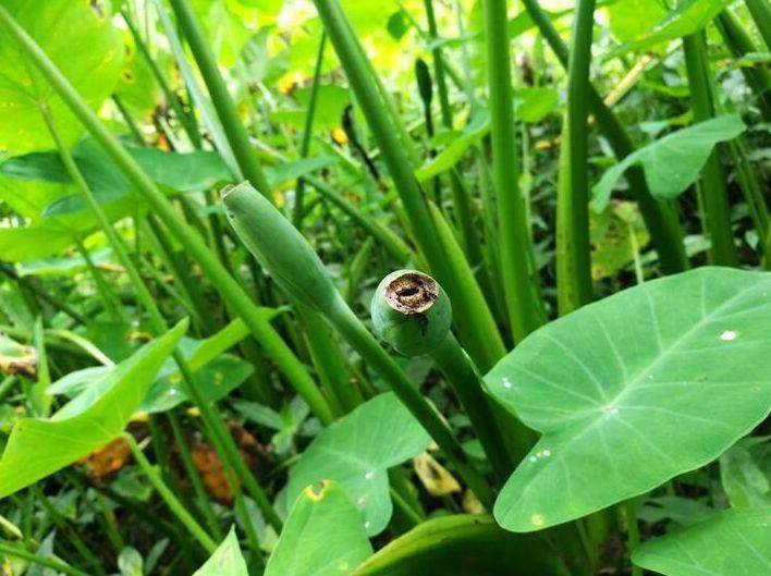 清热解毒|乡下一野菜，营养价值高，还能消肿止痛、清热解毒，价值高