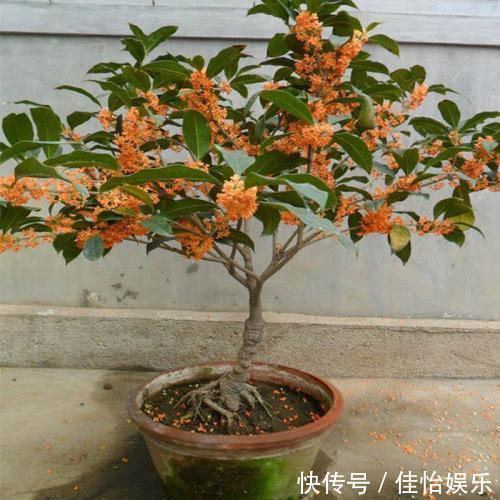 3种“香香树”，剪个枝丫，插土里，15天生根，开花满屋香
