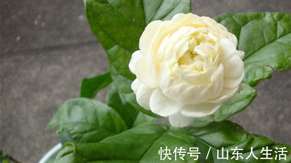 此花,是我国少有的可以卧室盆栽的香花,有安神静心的功效