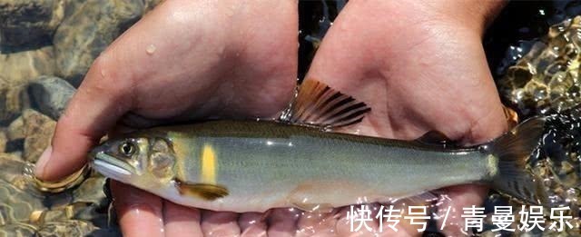 很多钓友不认识此鱼,能散发特殊香味,被市场誉为“淡水鱼之王”