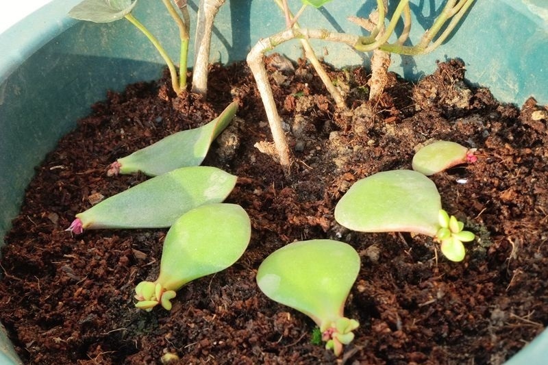 养8种花,别花“冤枉钱”,掐1片叶子“扔土里”,几天就生根