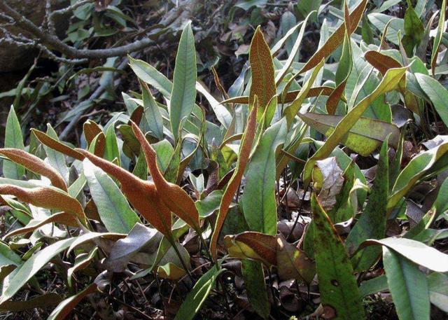 在湿润的岩石上,看到1种“石苇”,请珍惜,并不是野草,珍贵!