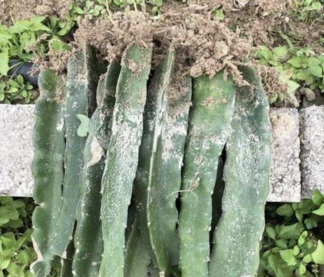 土壤里插“1根枝”,8天长出“小白根”,80天成“果树”,有价值