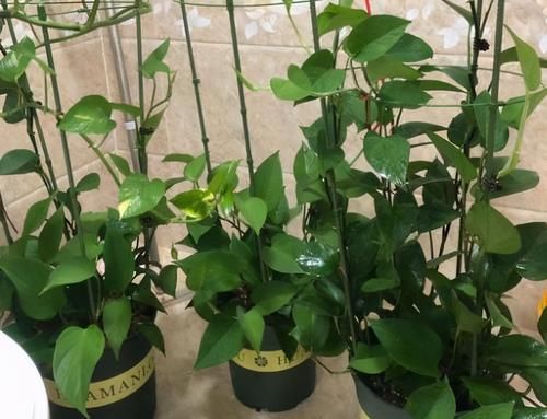 家庭盆栽绿萝不见长？靠它解决问题，一不留神枝叶就溢出盆