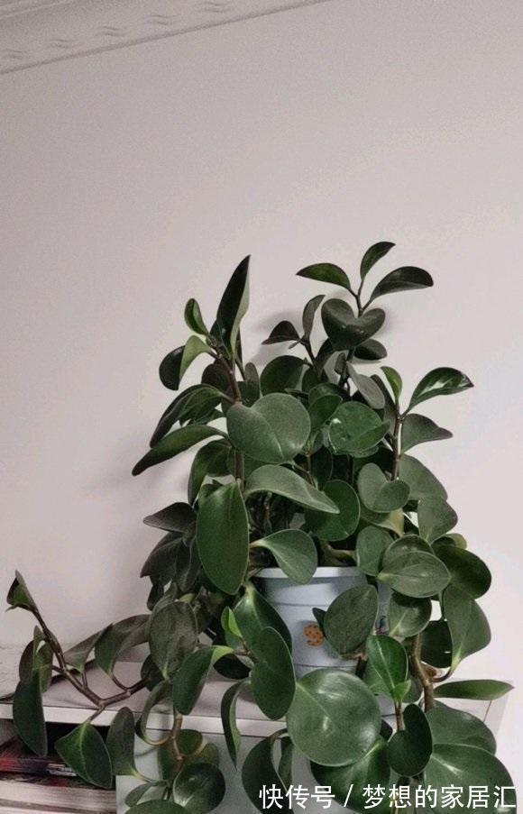 客厅|耐阴的5种绿植,放在客厅,卫生间,北向窗台,都能养得很好!