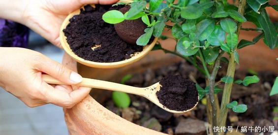 养花|花养不好不是太懒,而是方法错误,这几个坑你知道吗