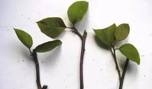 不敢尝试扦插？捏准“7个要点”，养花省钱、还能拥有更多