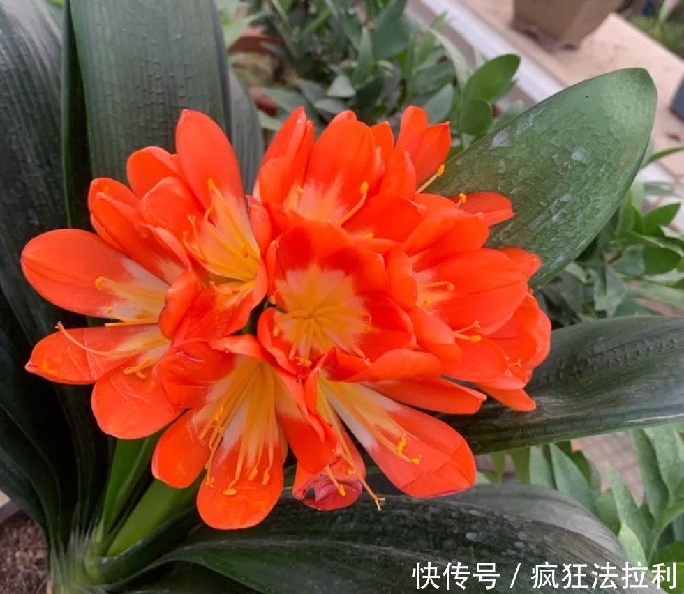 3种“懒人花卉”,不用勤浇水施肥,也能快速生长花很漂亮