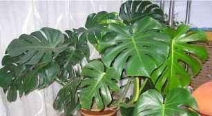 “3种花”养客厅,大气、上档次,吸“甲醛”效果好,空气清新