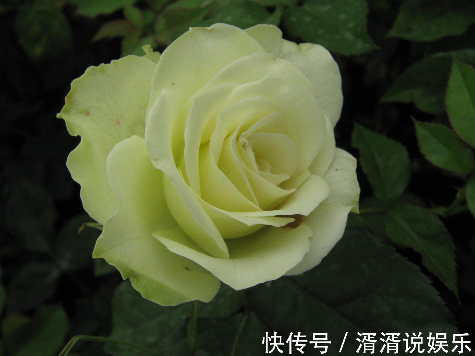 柠檬|与众不同的玫瑰花,名字叫做绿柠檬,开花如绿色精灵灵动可爱