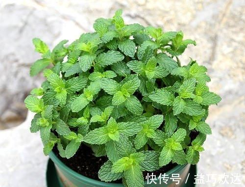 复合肥|“细菌”不喜欢的“3种花”，多养几盆，家里香喷喷，心情美美哒