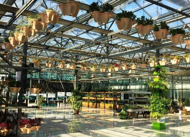 爷爷阳台种“土豆”,不用土壤,养在“空气”中,1次收获50斤