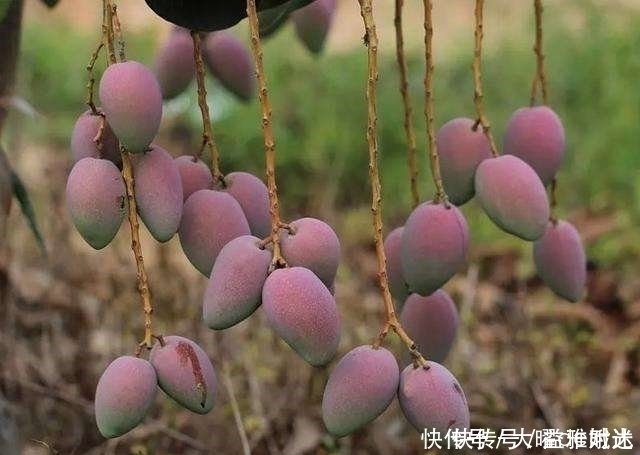 脑神经元|咳嗽痰多别慌每天一个此水果,止咳化痰,还能滋润皮肤