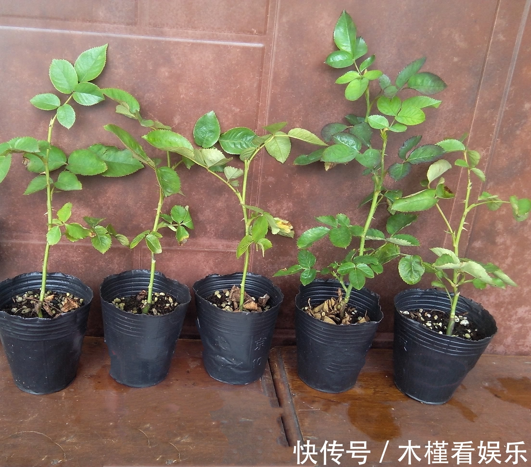 营养|月季扦插的弱苗怎样养壮实营养是关键,光照不能少,养根是基本