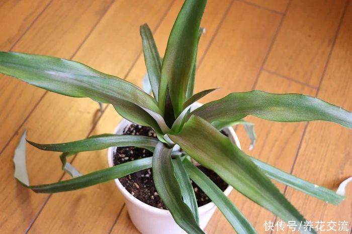 吃剩下的菠萝头别丢，水培生根后转土培，2年后可开花结果