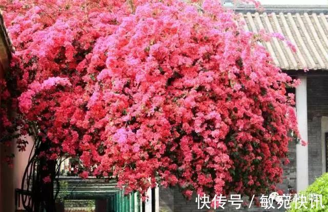 3种花太贵,别再买了,剪几个枝就能扦插几十盆!