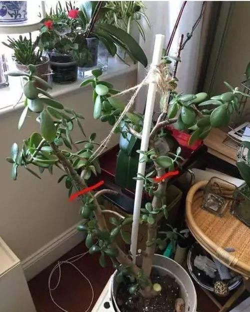 养了20年的玉树,杆子比大腿还粗,满树白花跟下雪了一样