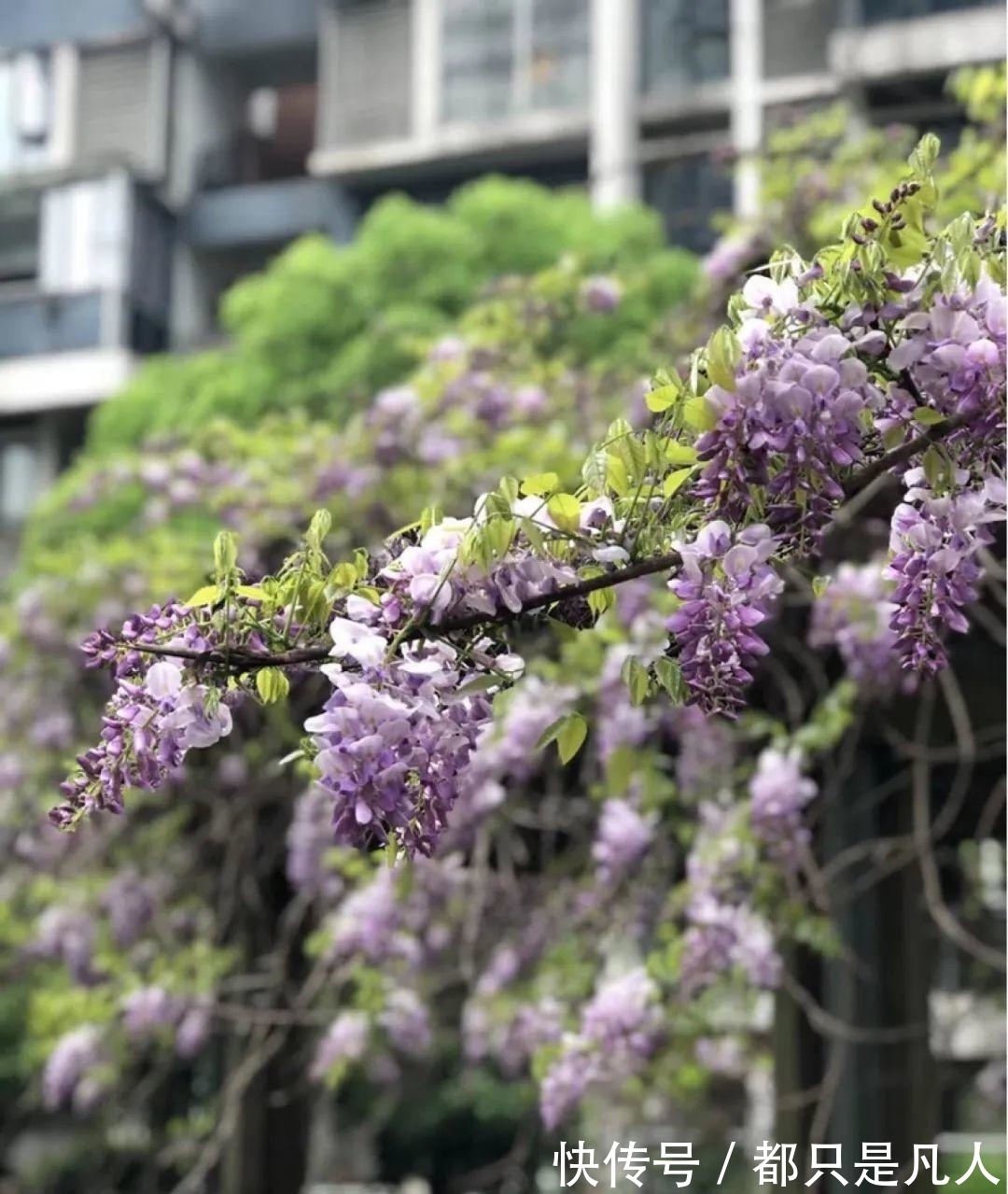 火焰状|“寿命长”的10种花，寓意好，格调高，老人见了眉开眼笑！