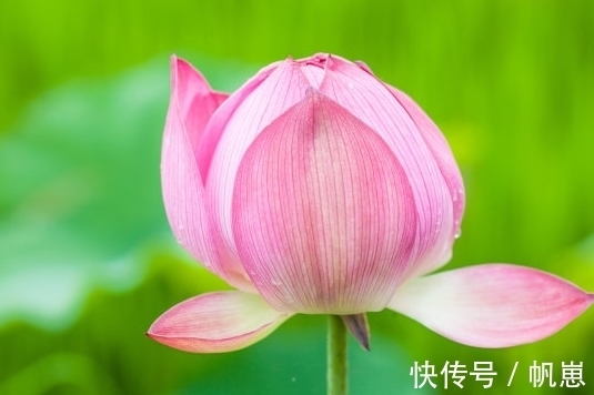 吉星|进入6月下旬，4属相吉星近身，桃花旺盛，横财不断，生活蒸蒸日上