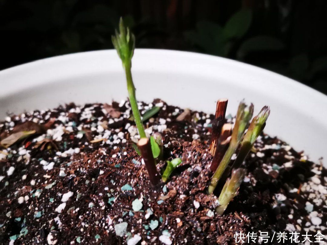 蟹爪兰|立秋后，7种花要“苏醒”，可以放手养了