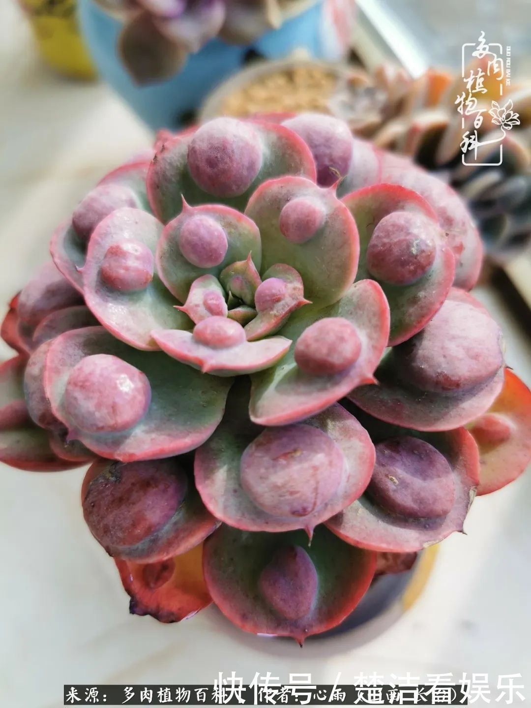 三色堇|懂得珍惜的人,才值得拥有更多美好的事物!养多肉也是如此!