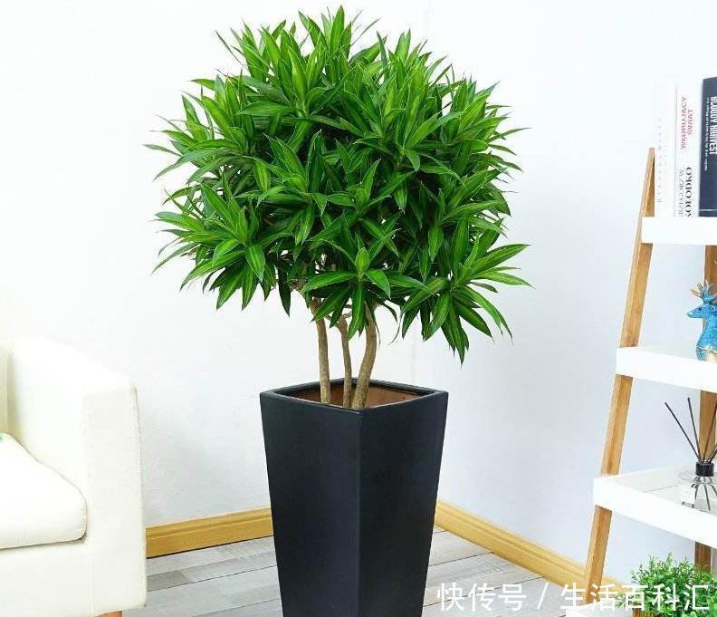 风水|家里养上5种“竹”，吉祥“好运”，清雅大气，添福又添丁