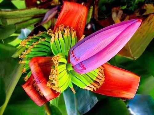 花草养不活,放点香蕉皮,打鸡血一样疯长!