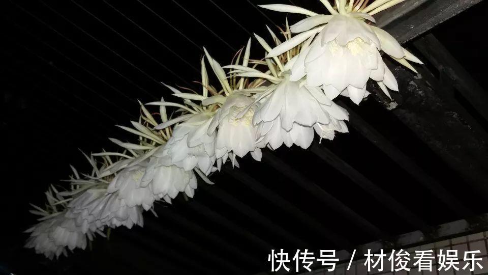 姜荷花|大爷养的“荷花”，窜的房顶高，垂下来变成花瀑布！