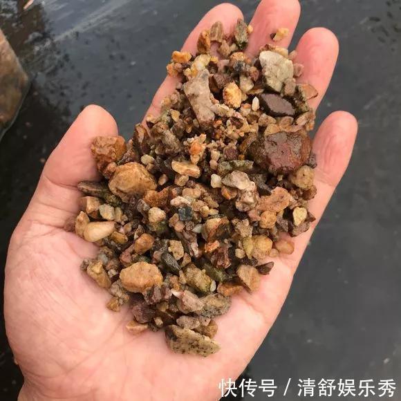 腐叶土|3种“碎渣渣”,是养花的好材料,掺土里花儿蹭蹭长,开爆盆!