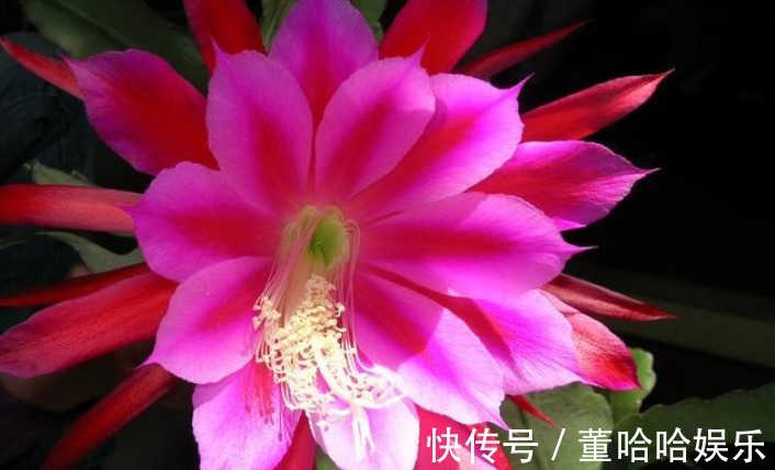 1种仙人掌,好养又漂亮,一次能开出100个花,比荷花还漂亮!