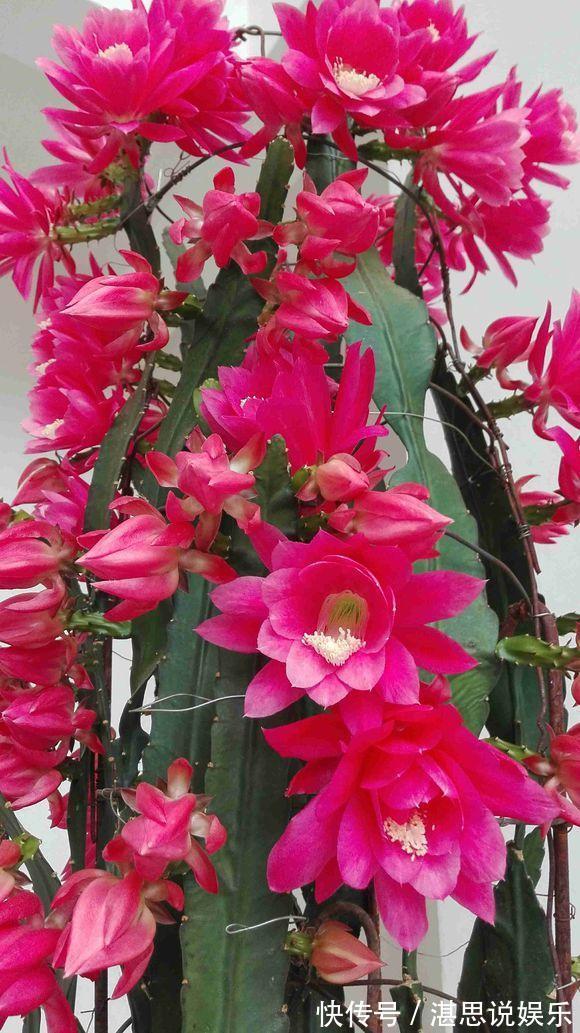 荷花|一盆仙人掌，叶子像腰带，这样养3年，开出60朵大荷花