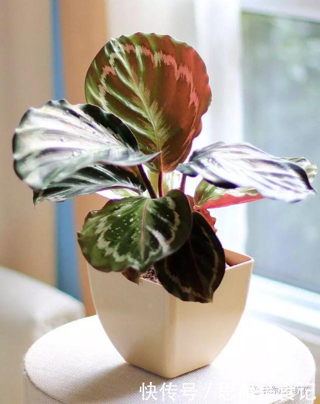 这些花千万别乱晒太阳,晒一盆死一盆