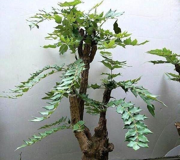 这种“花”对人有“大功劳”,花朵一串串,是小感冒、痢疾大克星