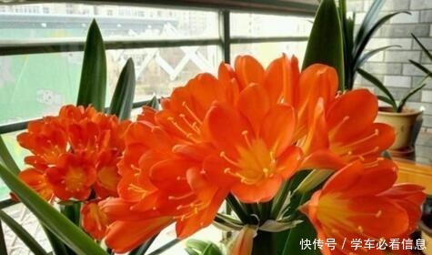 “1种常见的小东西”砸一砸,养君子兰,花苞呼呼冒,花大色艳!