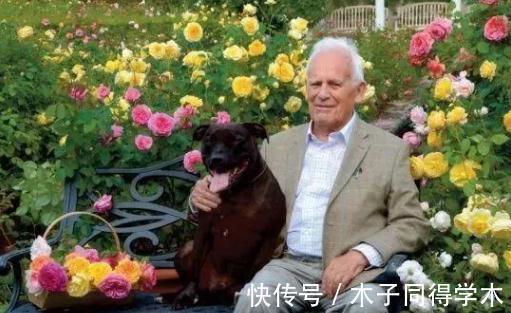 欢笑|种草黄色系月季,它绝对是一个开花机器