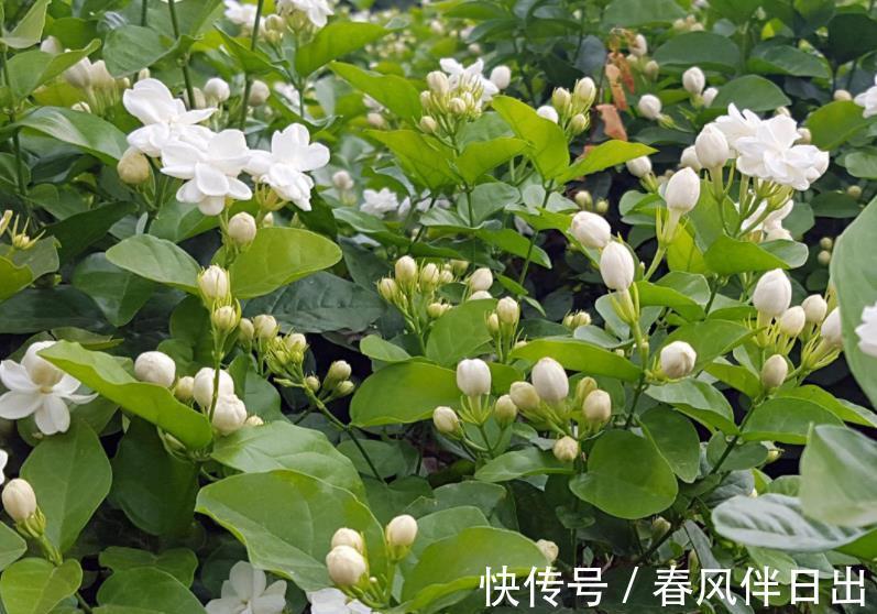 花友|公认难养的3种花，老花匠都不敢轻易入手，新手花友要慎养