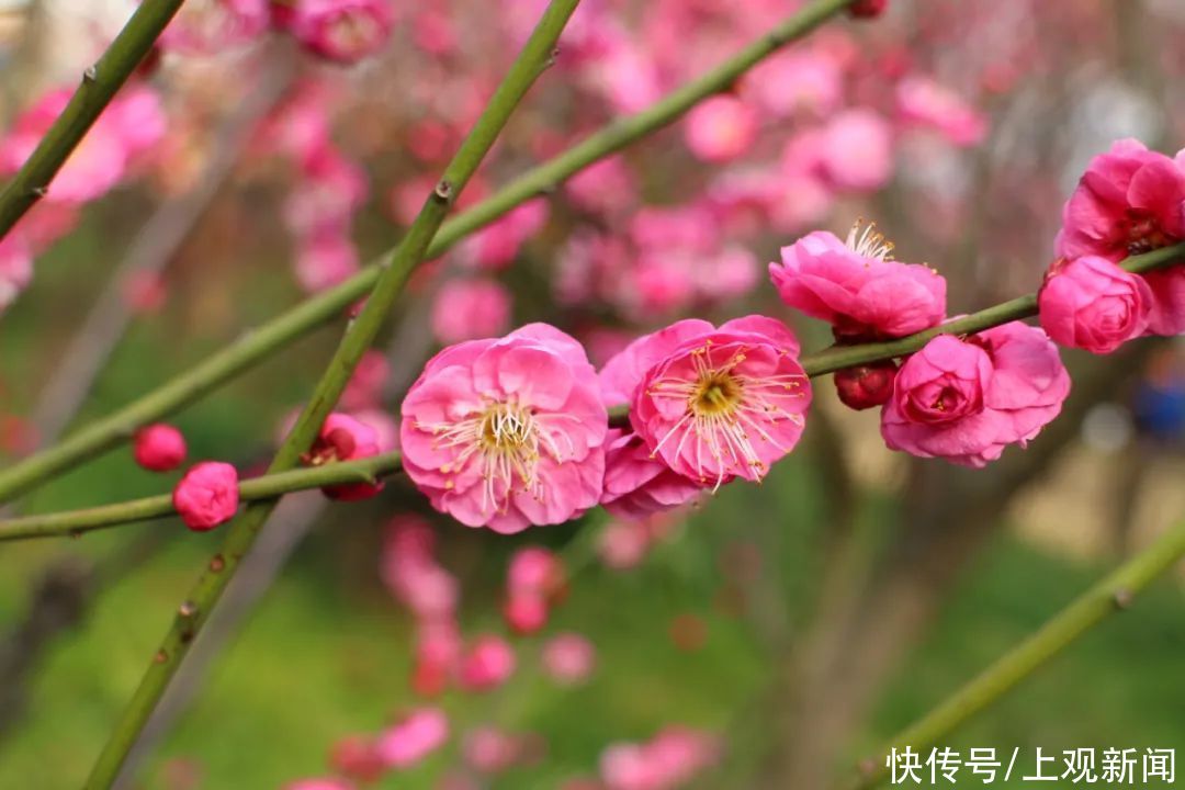 走进|梅开五福！普陀这里简直“美爆了”