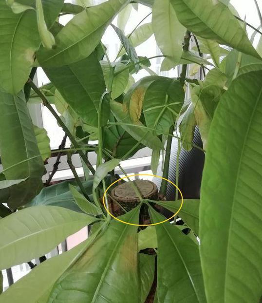 盆栽观赏性绿植发财树,该注意哪些4个要诀让它四季发新枝叶