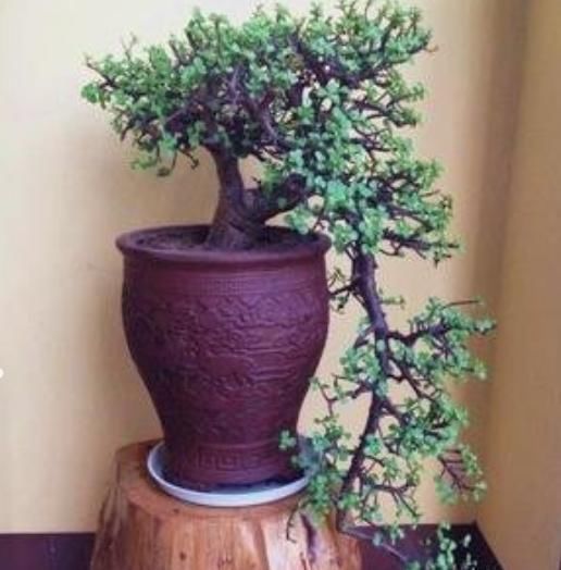 养不好马齿苋树,快用上“3种技巧”,越长越旺,不久成“盆景”