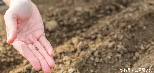 种植马齿苋|农村遍地都是的马齿苋,为啥功效这么大?老农:现在都人工种植!