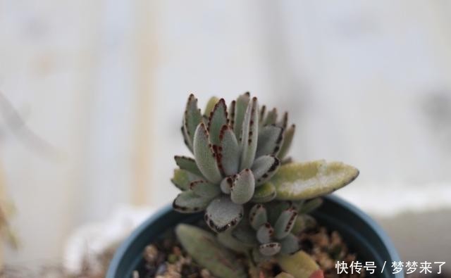 八年|一颗八年没换过盆的月兔耳